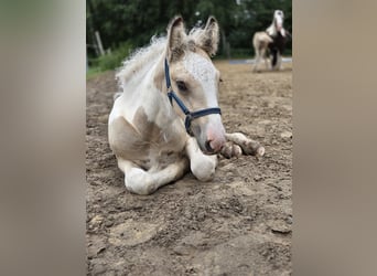 Tinker, Jument, Poulain (05/2026), Buckskin