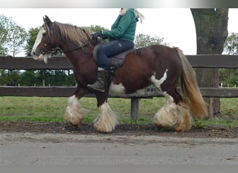 Tinker, Klacz, 10 lat, 128 cm, Kasztanowata