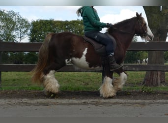 Tinker, Klacz, 10 lat, 128 cm, Kasztanowata