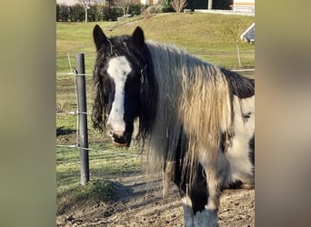 Tinker, Klacz, 10 lat, 130 cm, Srokata