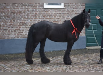 Tinker, Klacz, 10 lat, 140 cm, Kara