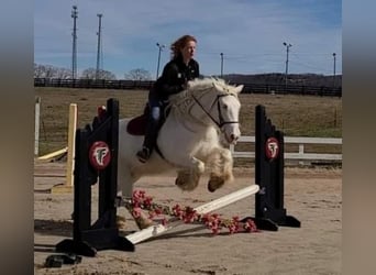 Tinker, Klacz, 10 lat, 152 cm, Cremello
