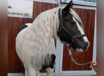 Tinker, Klacz, 10 lat, 153 cm