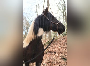 Tinker Mix, Klacz, 11 lat, 125 cm