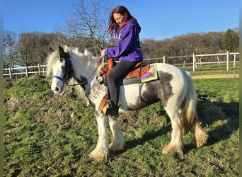 Tinker, Klacz, 11 lat, 140 cm, Srokata