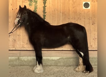 Tinker, Klacz, 11 lat, 142 cm, Kara