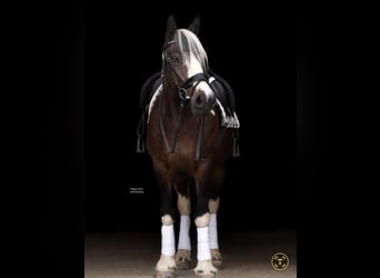 Tinker Mix, Klacz, 11 lat, 145 cm, Tobiano wszelkich maści