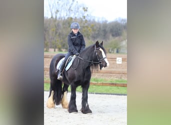 Tinker, Klacz, 12 lat, 140 cm, Kara