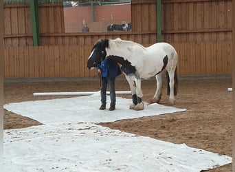 Tinker, Klacz, 12 lat, 152 cm, Srokata