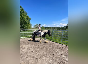 Tinker, Klacz, 13 lat, 145 cm, Srokata