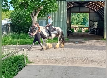 Tinker, Klacz, 13 lat, 145 cm, Srokata