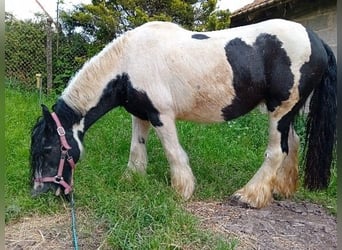 Tinker, Klacz, 13 lat, 145 cm, Srokata
