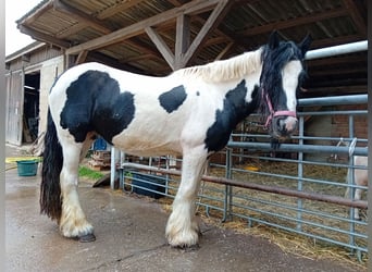 Tinker, Klacz, 13 lat, 145 cm, Srokata