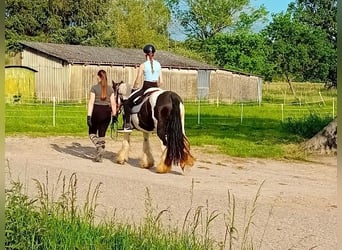 Tinker, Klacz, 13 lat, 145 cm, Srokata