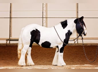 Tinker, Klacz, 13 lat, 145 cm