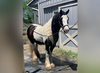 Tinker, Klacz, 13 lat, 147 cm, Srokata