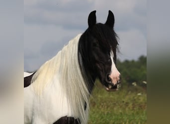 Tinker, Klacz, 13 lat, 152 cm, Tobiano wszelkich maści