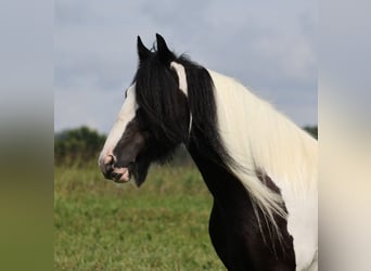 Tinker, Klacz, 13 lat, 152 cm, Tobiano wszelkich maści