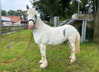 Tinker, Klacz, 14 lat, 146 cm, Srokata