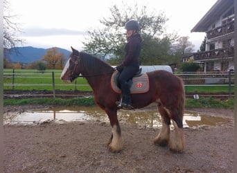 Tinker, Klacz, 14 lat, 147 cm, Sabino