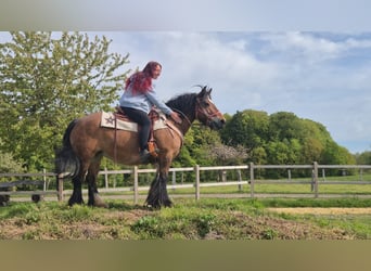 Tinker, Klacz, 15 lat, 142 cm, Gniada