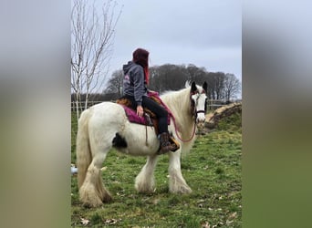 Tinker, Klacz, 15 lat, 146 cm, Srokata