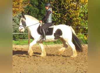 Tinker, Klacz, 15 lat, 147 cm, Srokata