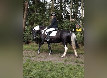 Tinker Mix, Klacz, 15 lat, 151 cm, Srokata