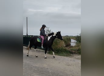 Tinker Mix, Klacz, 15 lat, 151 cm, Srokata