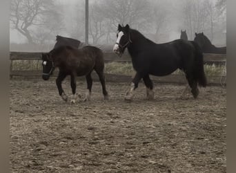 Tinker, Klacz, 16 lat, 140 cm, Kara