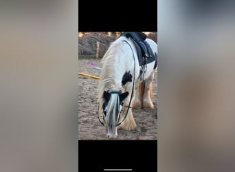 Tinker, Klacz, 16 lat, 145 cm, Srokata
