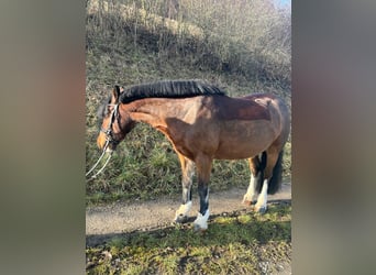 Tinker, Klacz, 16 lat, 147 cm, Gniada