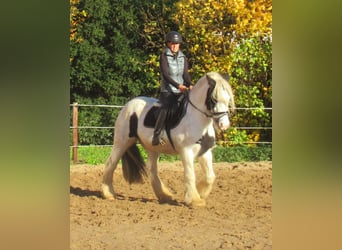 Tinker, Klacz, 16 lat, 147 cm, Srokata