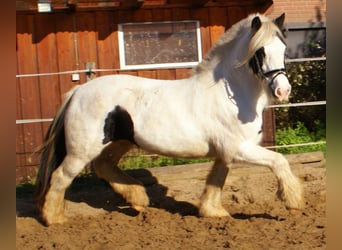 Tinker, Klacz, 16 lat, 147 cm, Srokata