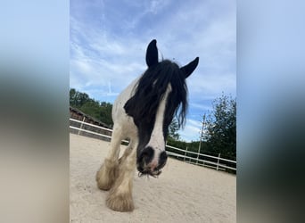 Tinker, Klacz, 16 lat, 150 cm, Srokata