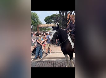Tinker, Klacz, 16 lat, 155 cm, Tobiano wszelkich maści