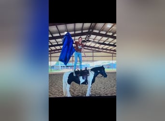 Tinker, Klacz, 16 lat, 155 cm, Tobiano wszelkich maści