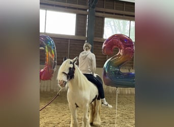 Tinker, Klacz, 17 lat, 130 cm, Srokata