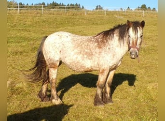 Tinker, Klacz, 18 lat, 128 cm, Tarantowata