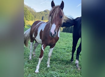 Tinker Mix, Klacz, 2 lat, 135 cm, Tobiano wszelkich maści
