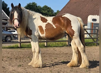 Tinker, Klacz, 2 lat, 153 cm, Gniada