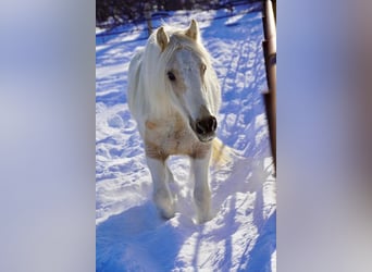 Tinker, Klacz, 2 lat, Jelenia