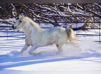 Tinker, Klacz, 2 lat, Jelenia