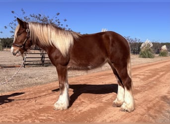 Tinker, Klacz, 3 lat, 140 cm, Ciemnokasztanowata