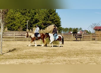 Tinker, Klacz, 3 lat, 140 cm, Ciemnokasztanowata