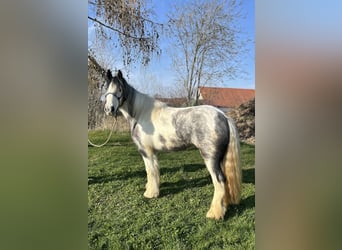 Tinker, Klacz, 3 lat, 145 cm, Srokata