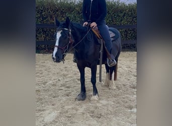 Tinker, Klacz, 3 lat, 147 cm, Kara