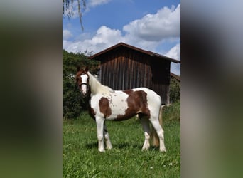 Tinker, Klacz, 3 lat, 147 cm, Srokata