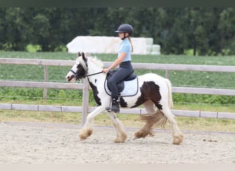 Tinker, Klacz, 4 lat, 120 cm, Srokata
