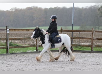 Tinker, Klacz, 4 lat, 126 cm, Srokata